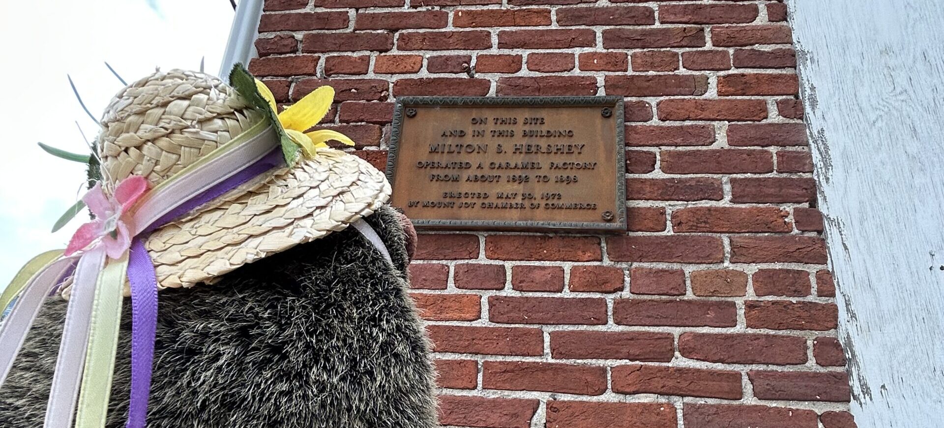 Mount Joy Minnie looking at the Milton Hershey plaque placed by the MJCOC.